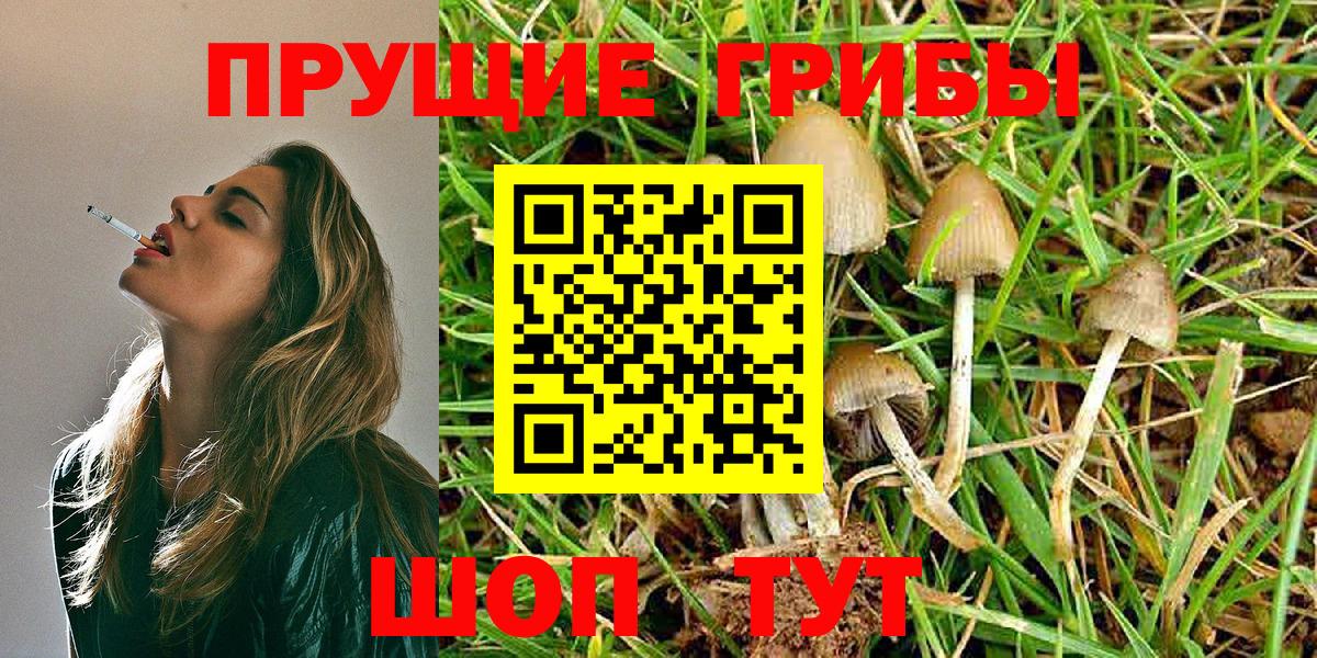 Галлюциногенные грибы Psilocybine cubensis Шебекино